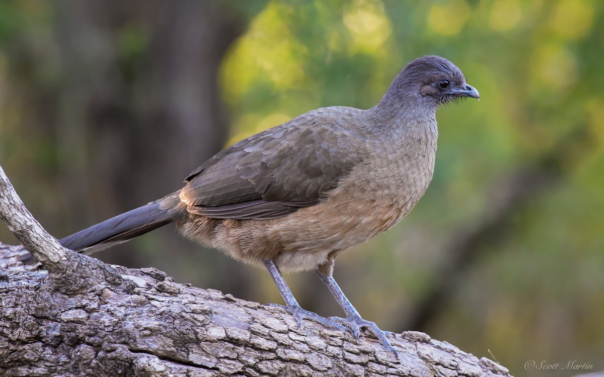 Plain Chachalaca - ML79047971