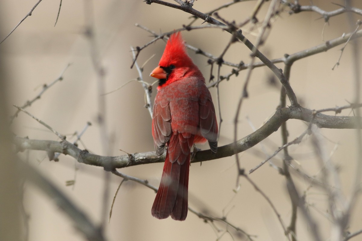 Cardinal rouge - ML79047981