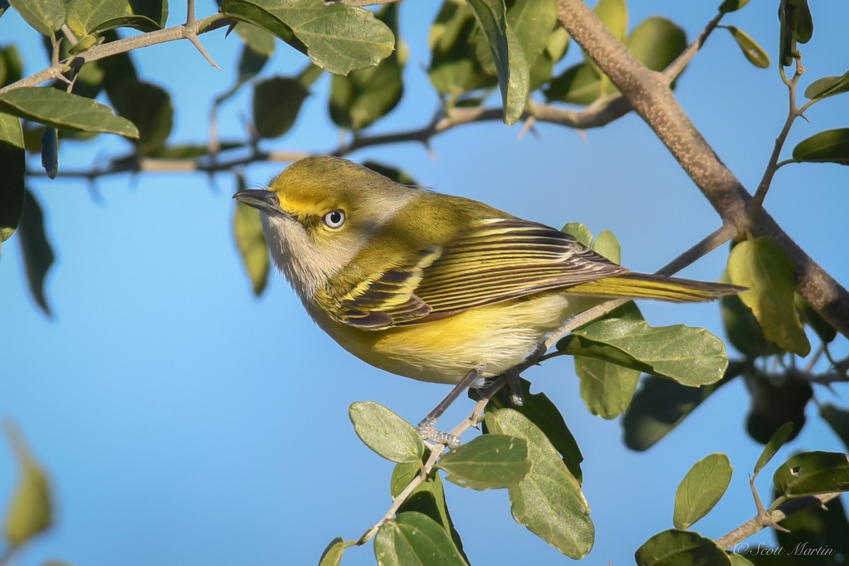 White-eyed Vireo - ML79048401