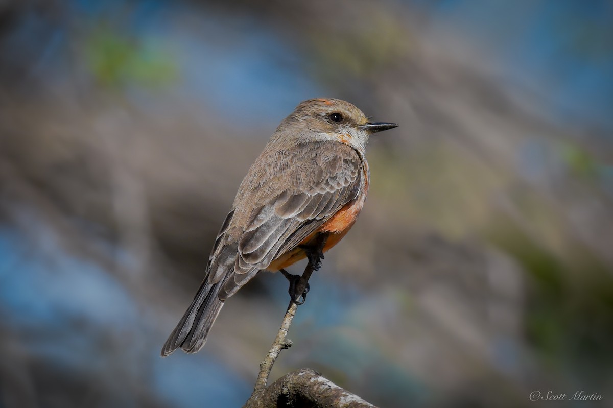 Vermilion Flycatcher - ML79048761