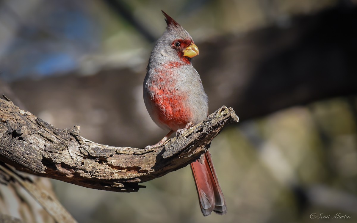 Pyrrhuloxia - ML79048971