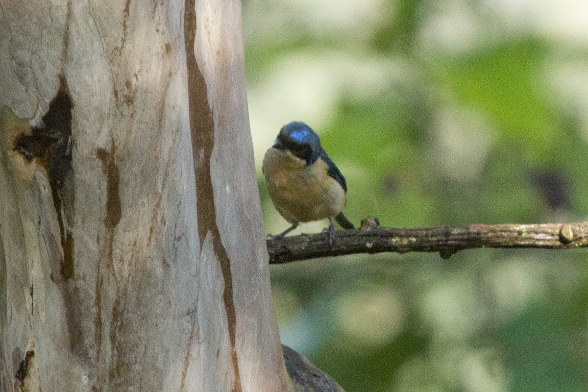 Fawn-breasted Tanager - ML79049101