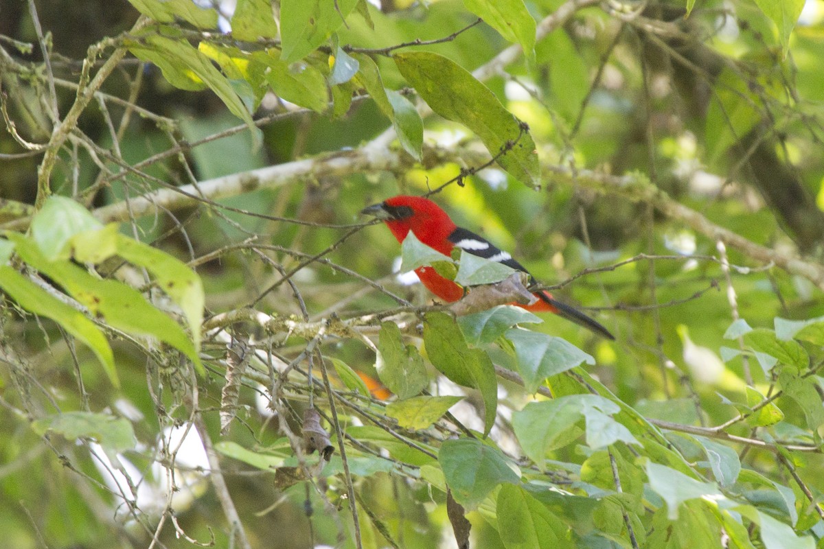 Piranga Aliblanca - ML79049241