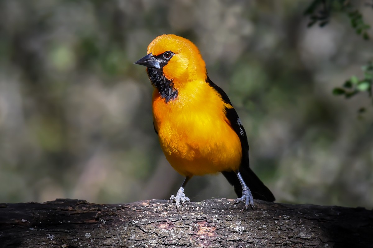 Altamira Oriole - ML79049561