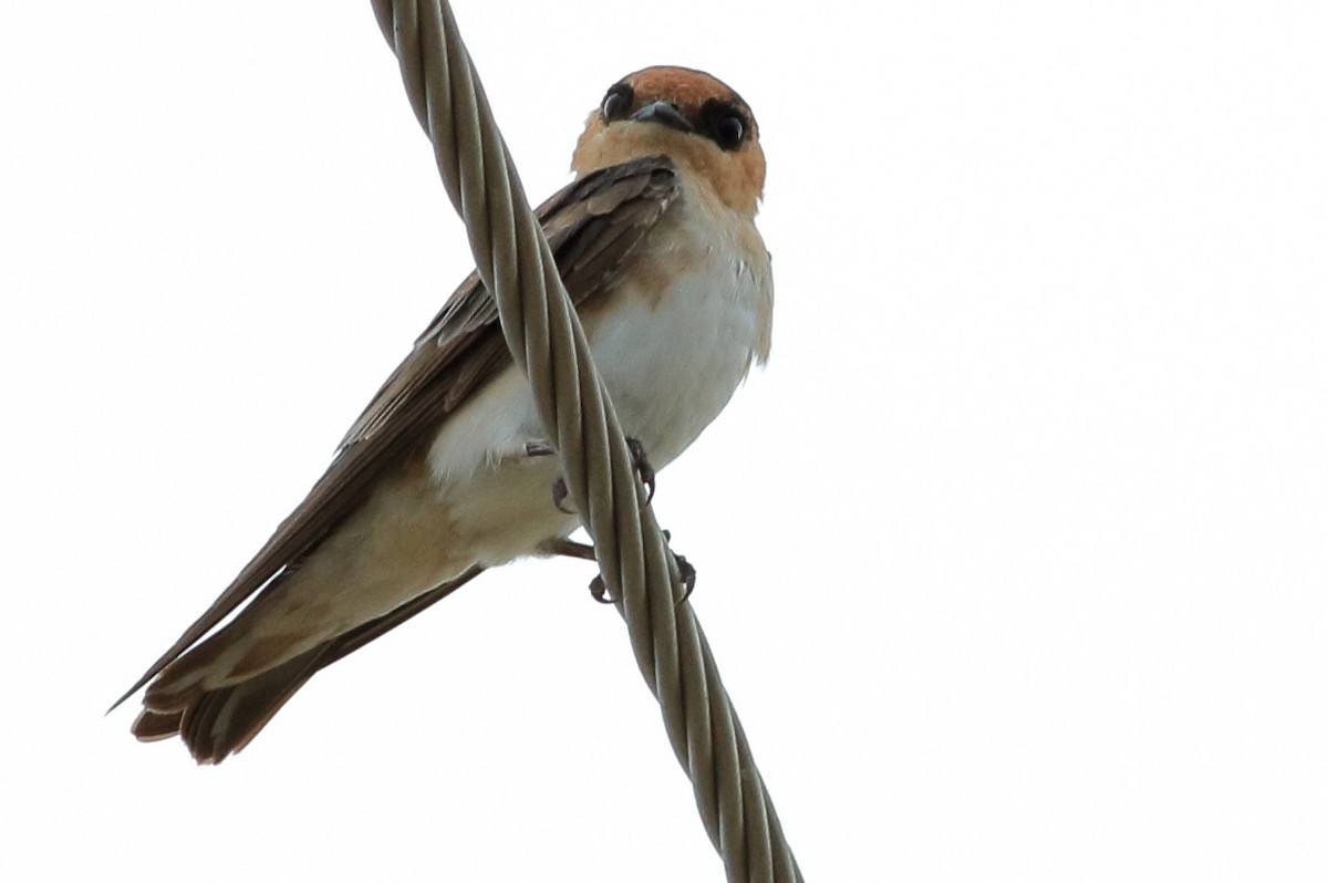 Cave Swallow - Manfred Bienert