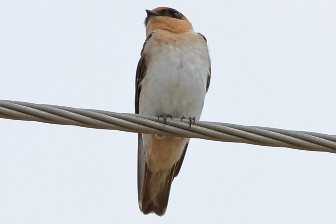 Golondrina Pueblera - ML79051611