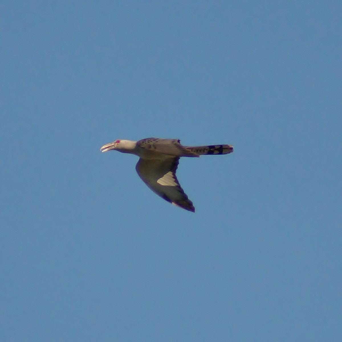 Channel-billed Cuckoo - ML79052661