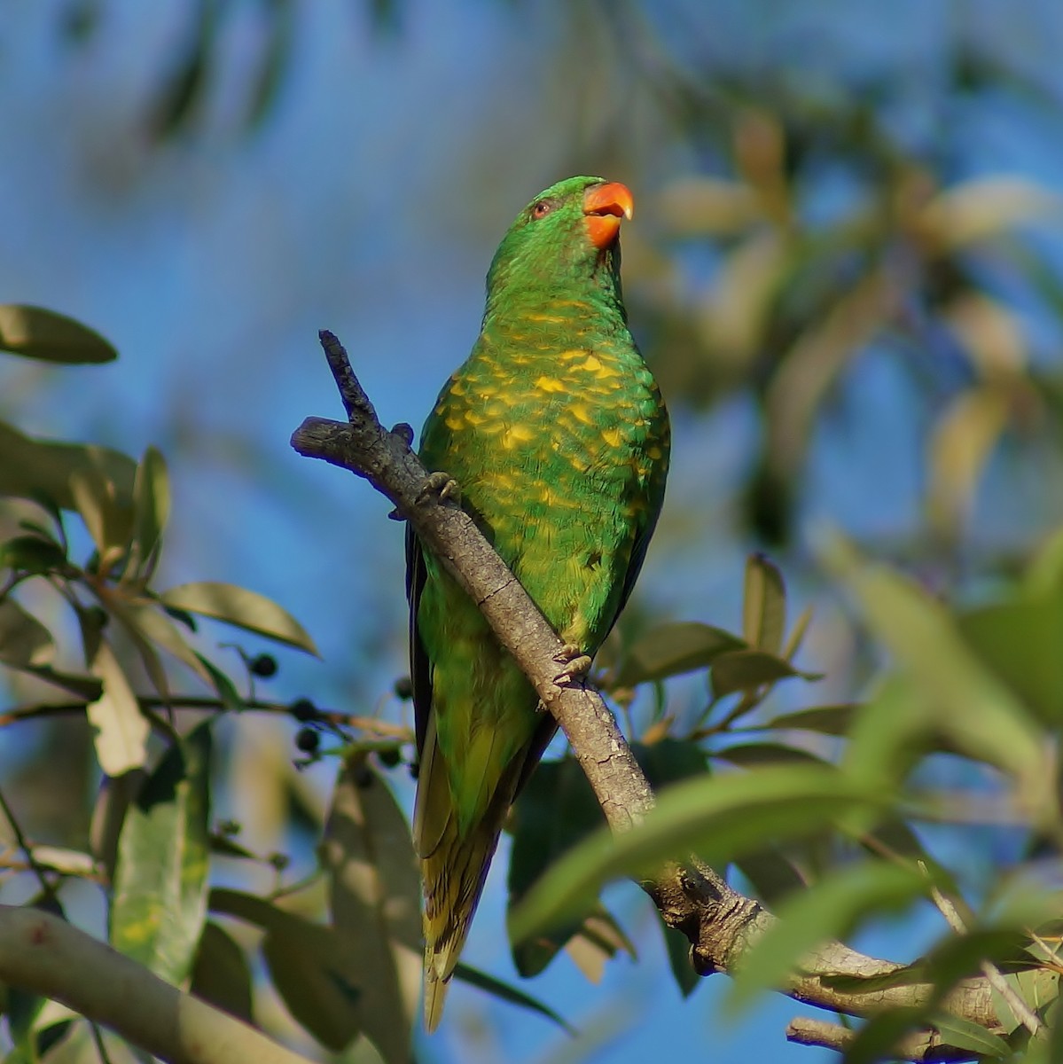 Scaly-breasted Lorikeet - Sara Young
