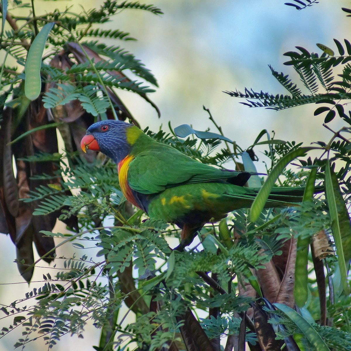 Rainbow Lorikeet - Sara Young