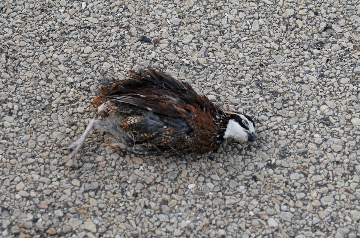 Northern Bobwhite - ML79053811