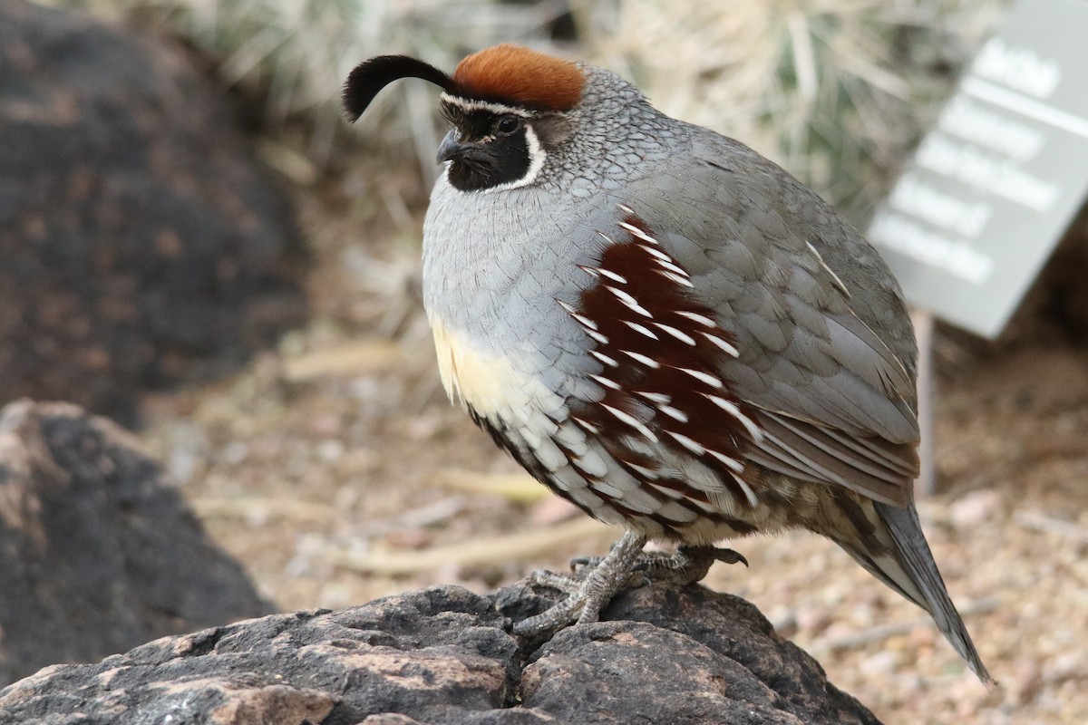 Gambel's Quail - ML79055221