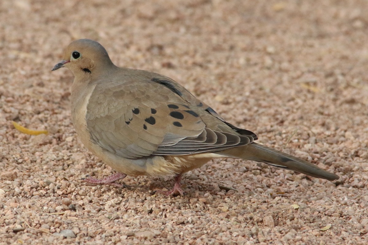 Mourning Dove - ML79055371