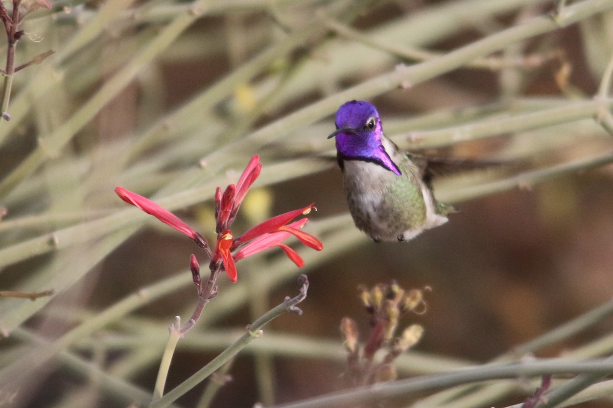 Colibri de Costa - ML79055511