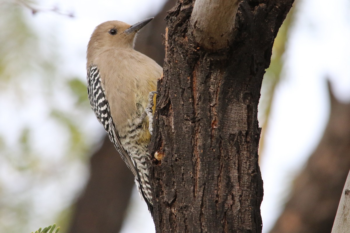 Gila Woodpecker - Louis Hoeniger