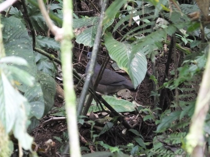 Purplish-backed Quail-Dove - Pat O'Donnell