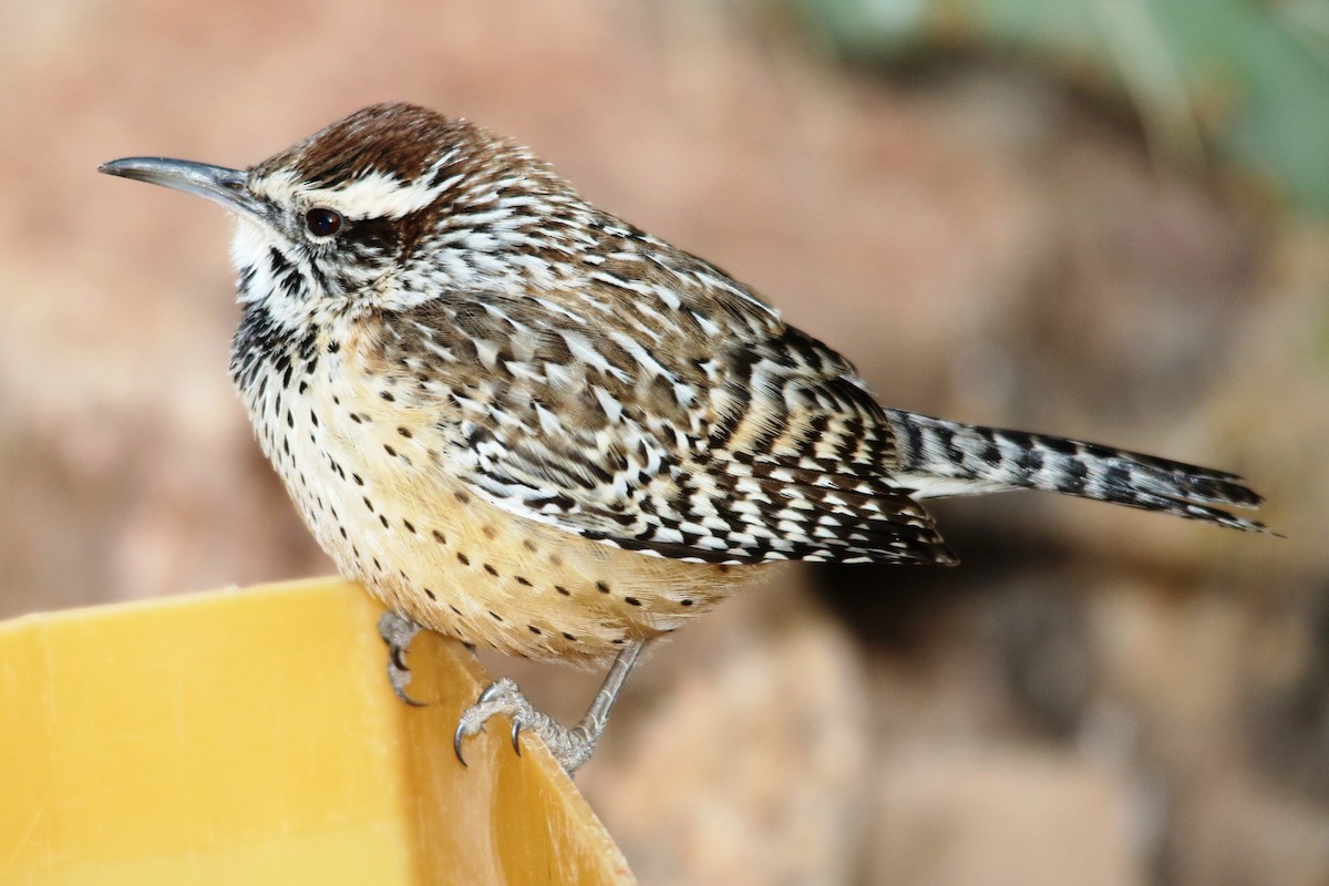 Cactus Wren - ML79056201