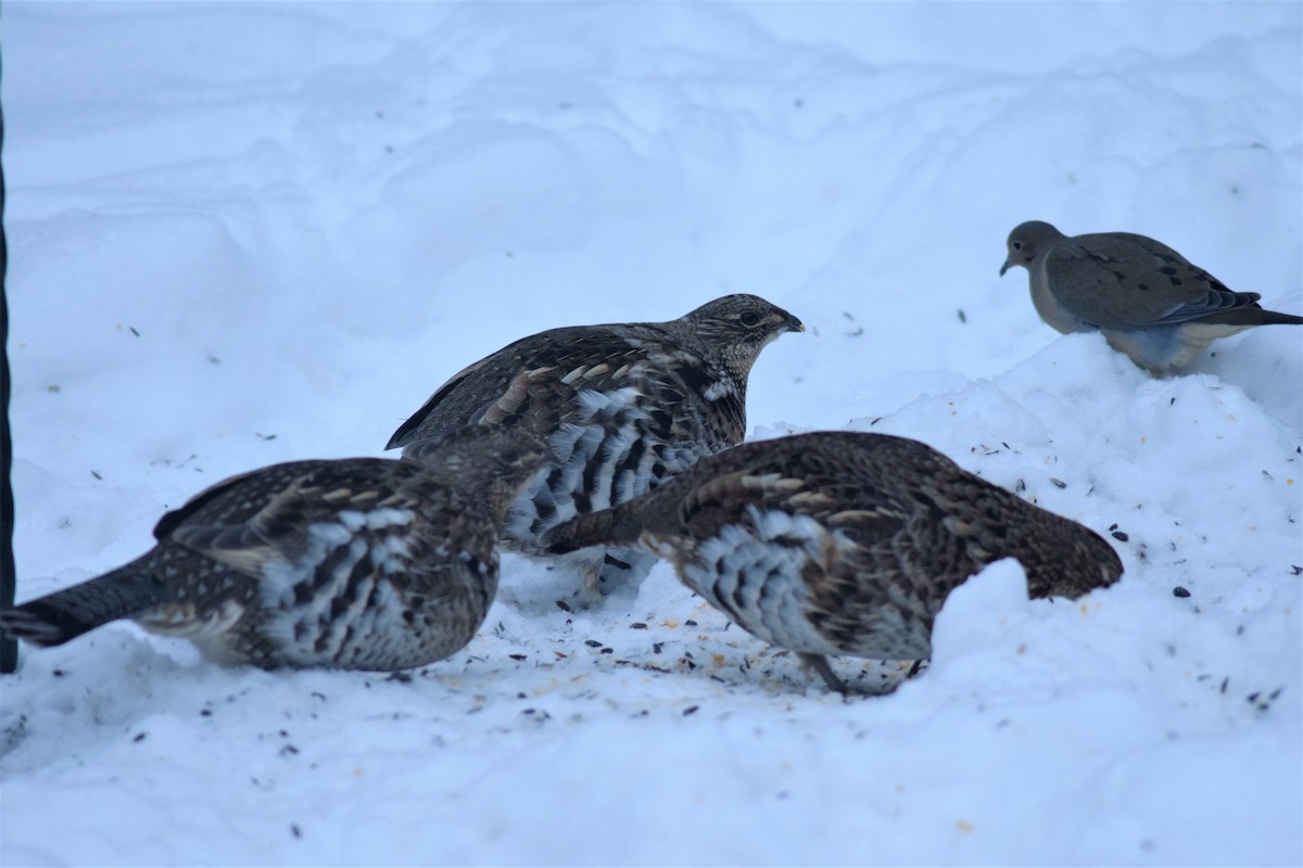 Ruffed Grouse - ML79056501