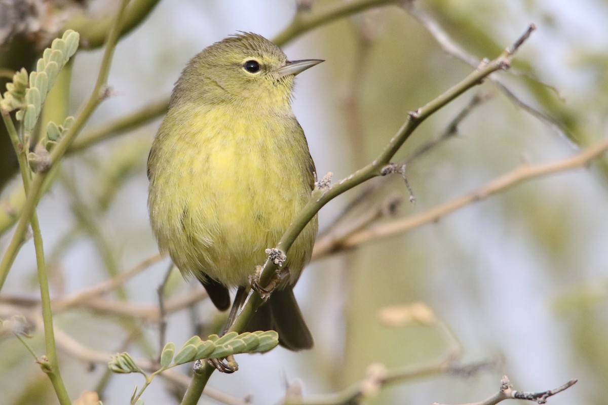 Orange-crowned Warbler - ML79056521