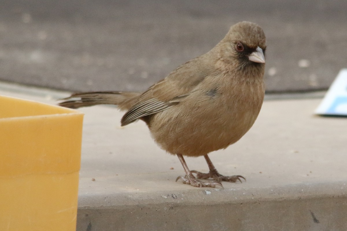 Abert's Towhee - Louis Hoeniger