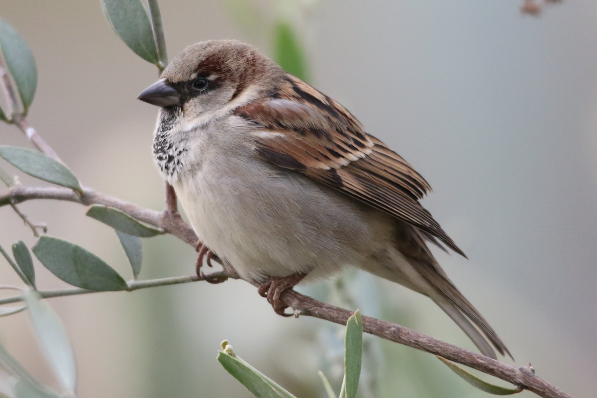 House Sparrow - ML79057151