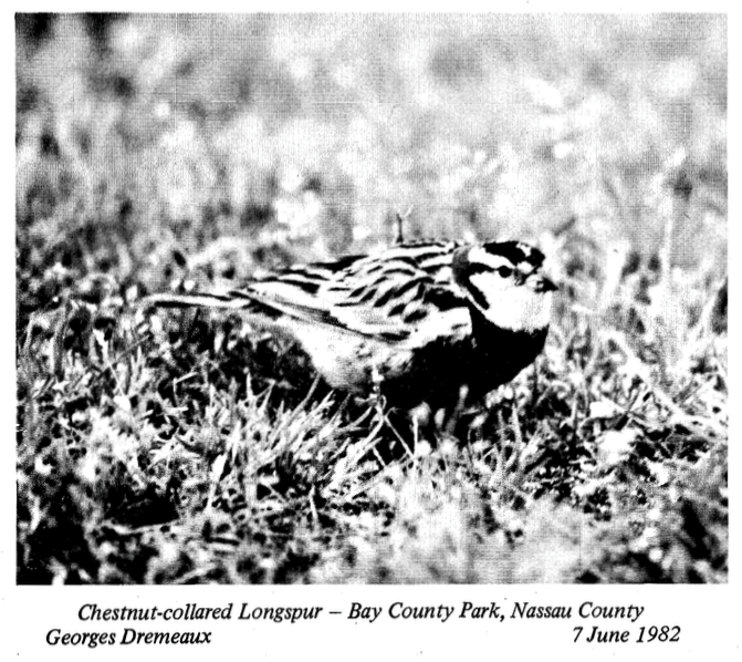 Chestnut-collared Longspur - ML79057381