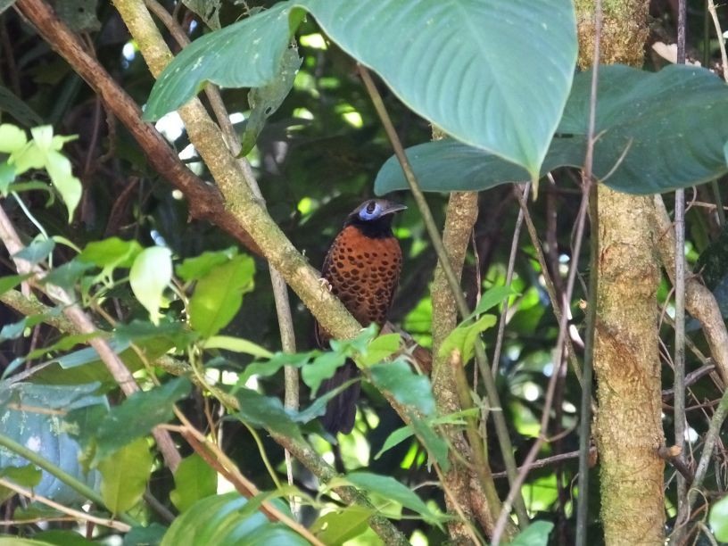 Ocellated Antbird - ML79057851