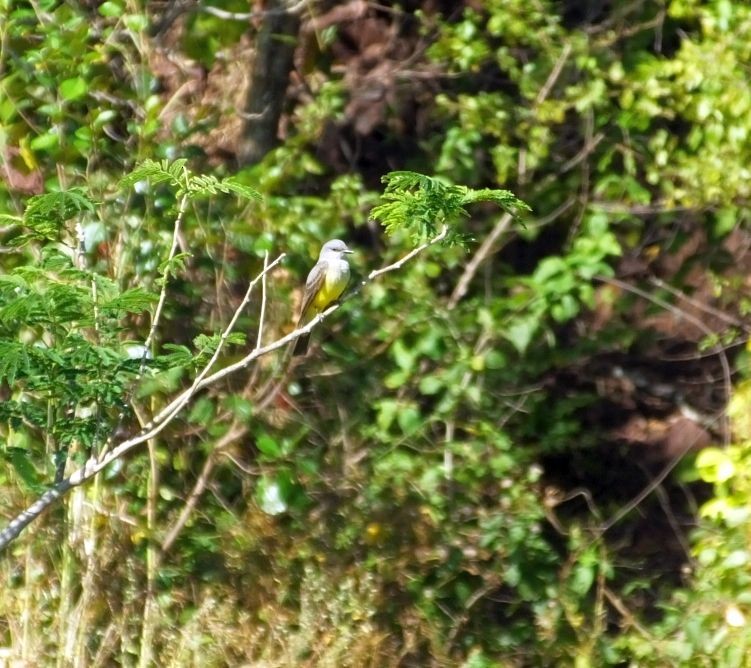 Western Kingbird - Pat O'Donnell