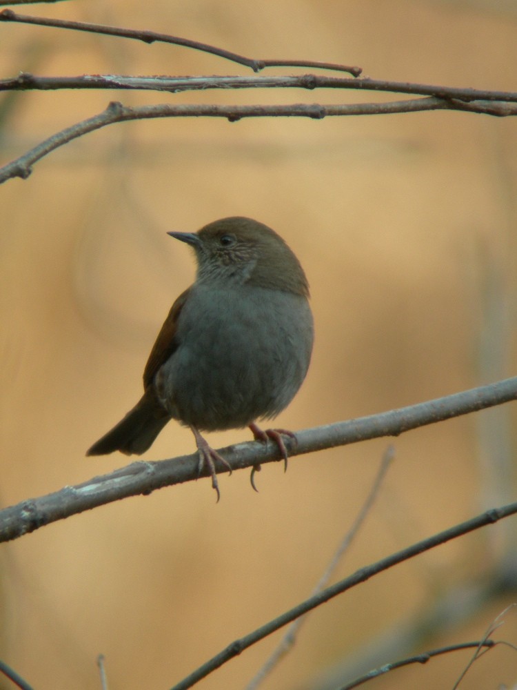 Japanese Accentor - ML79059431