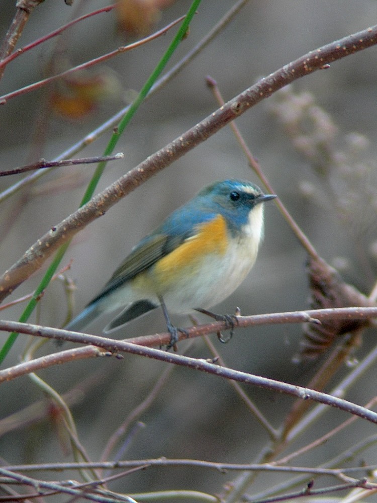 Red-flanked Bluetail - ML79059441