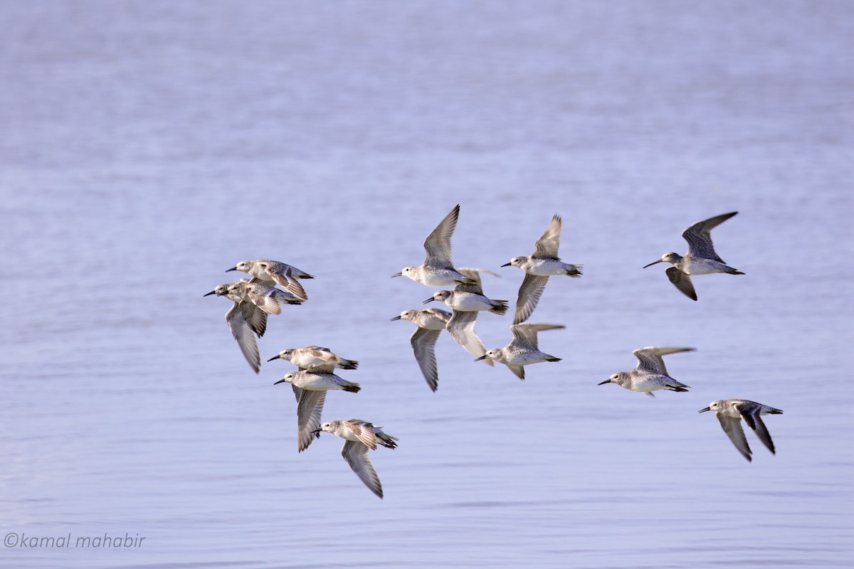 Red Knot - Kamal Mahabir