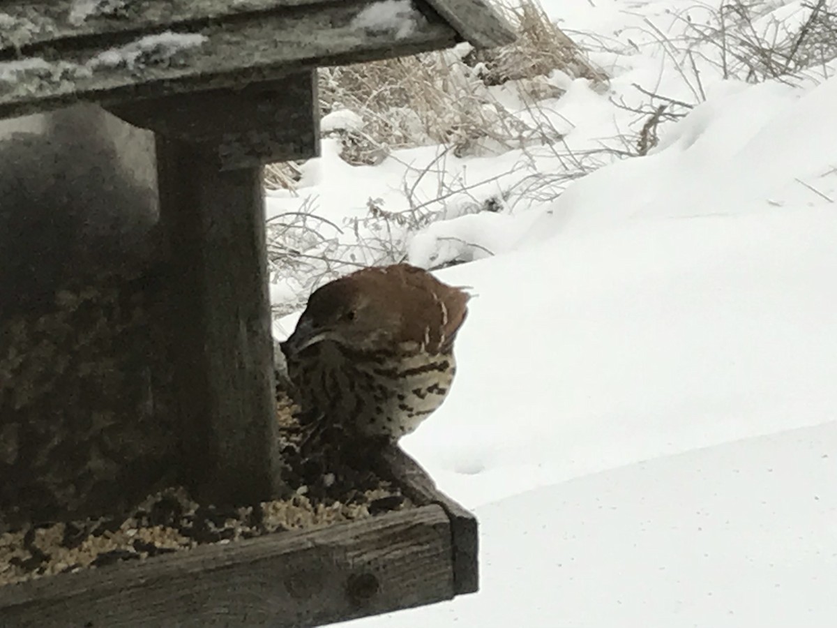 Brown Thrasher - ML79061801