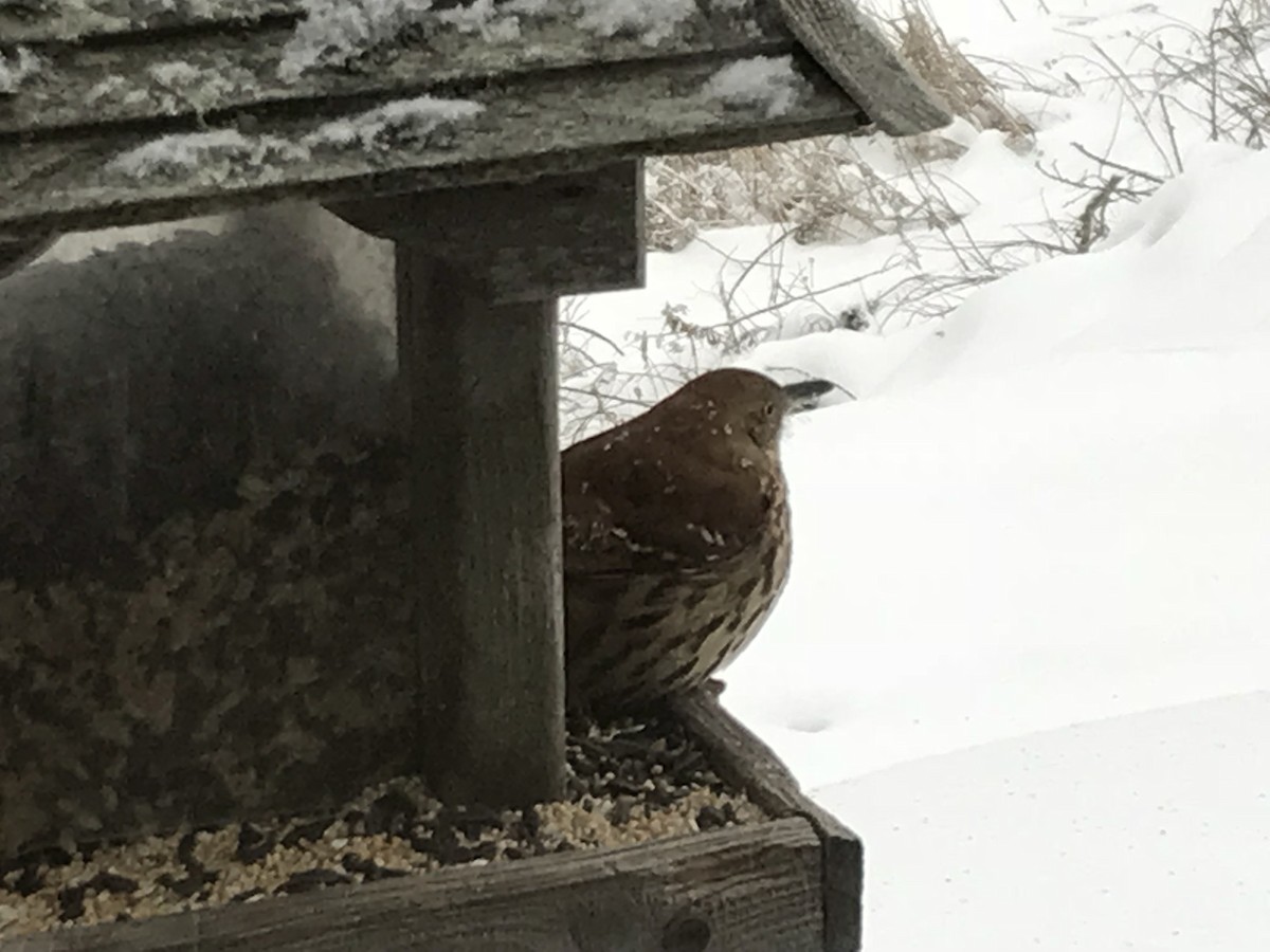 Brown Thrasher - ML79061871