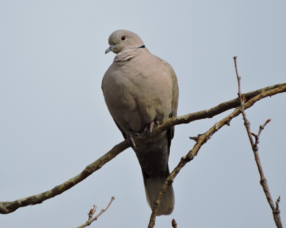 Eurasian Collared-Dove - ML79063411