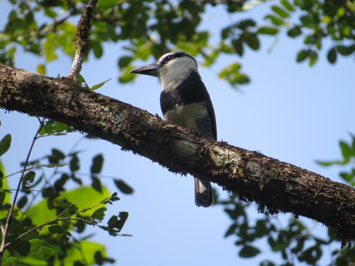 White-necked Puffbird - ML79063531