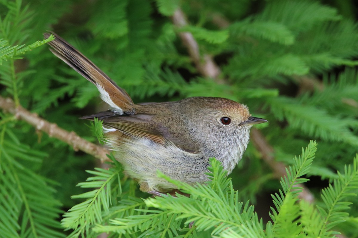 Tasmanian Thornbill - Indra Bone