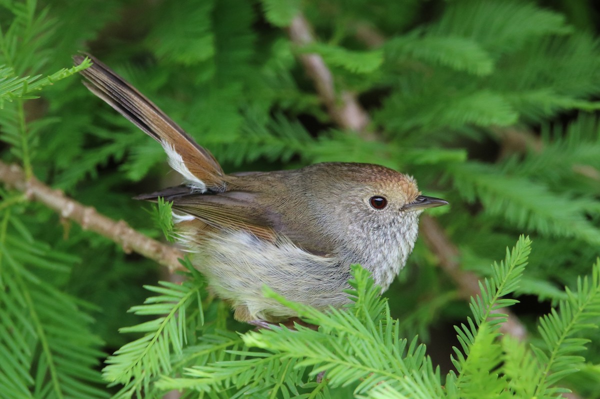 Tasmanian Thornbill - ML79064521