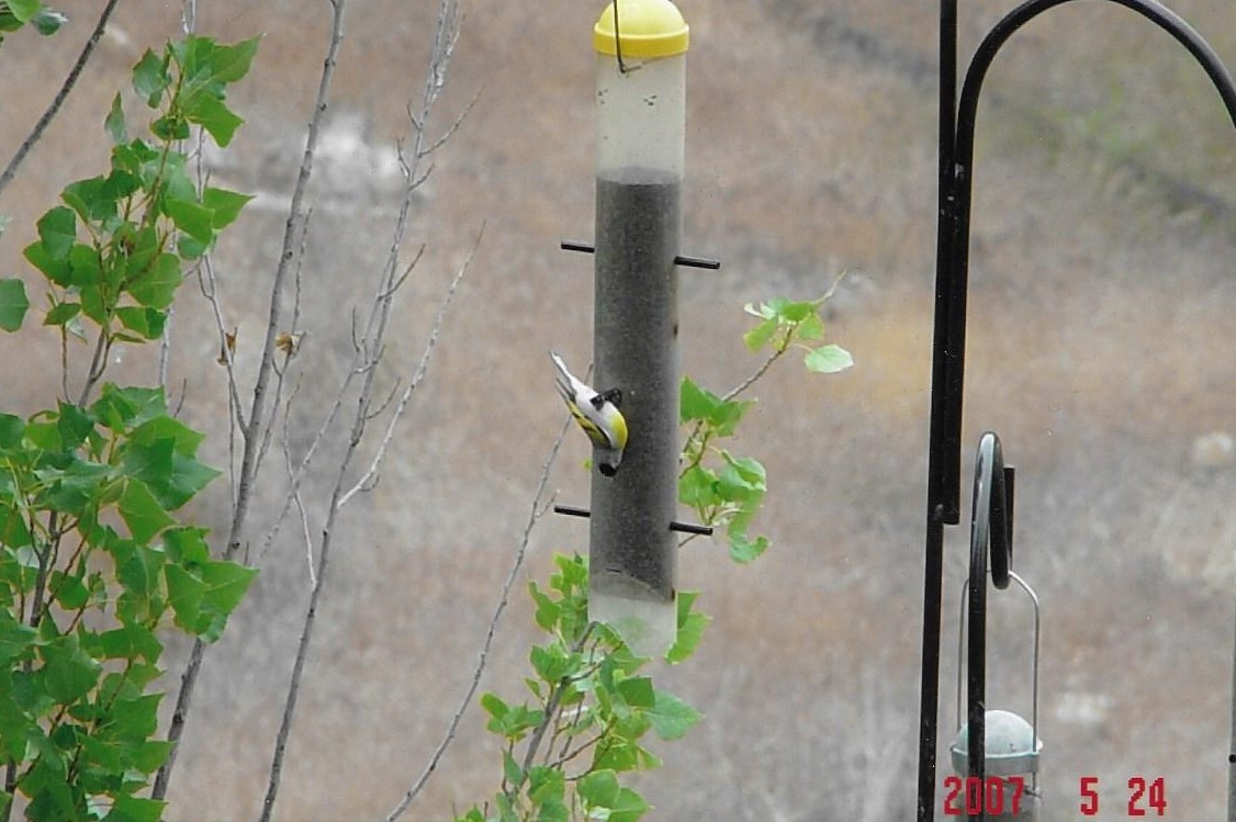 Lawrence's Goldfinch - ML79064771