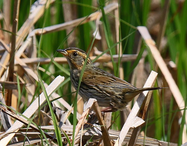 Saltmarsh Sparrow - ML79064851