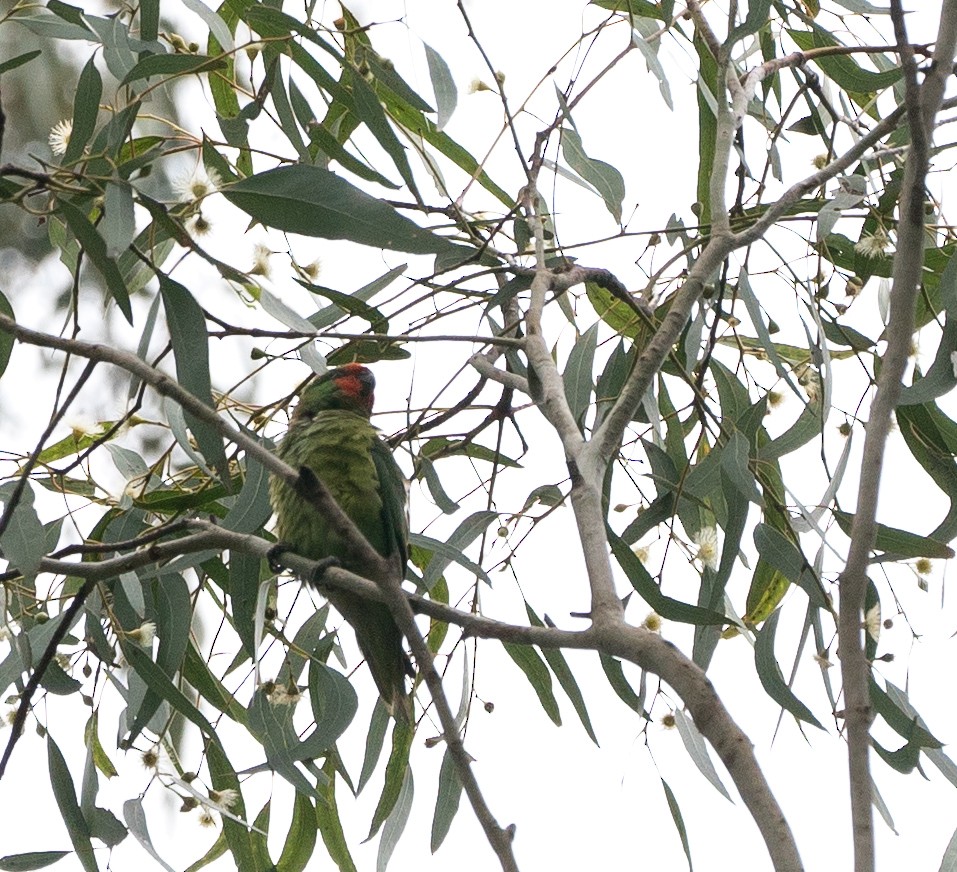 lori malý - ML79065341