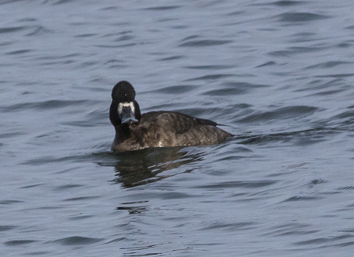 Lesser Scaup - Terry  Hurst