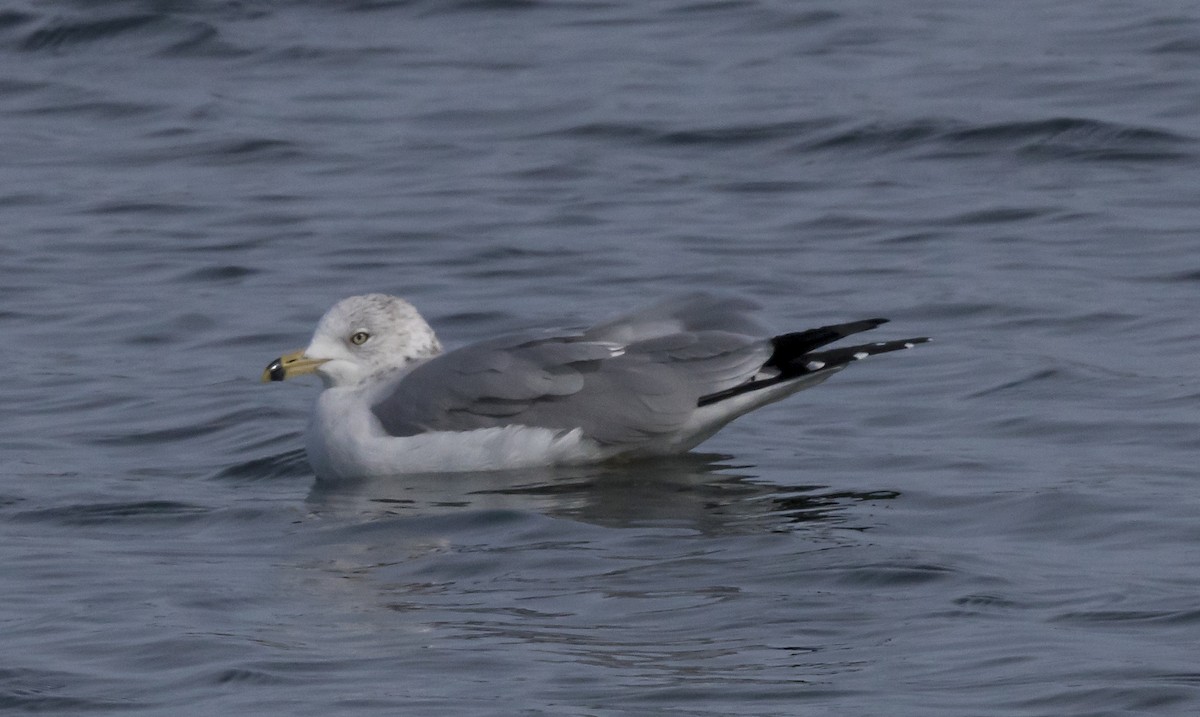 Ring-billed Gull - Terry  Hurst