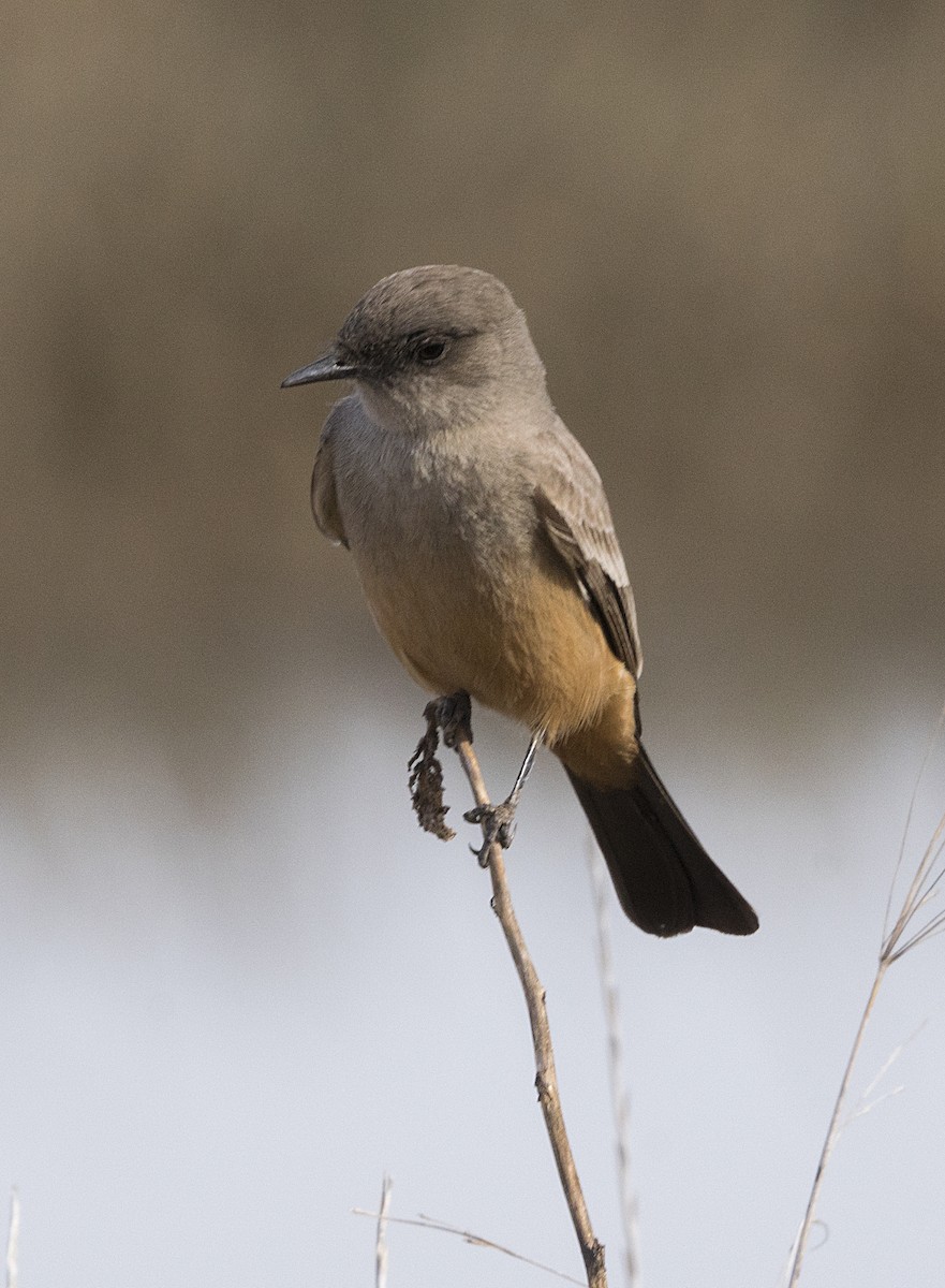 Say's Phoebe - ML79066381