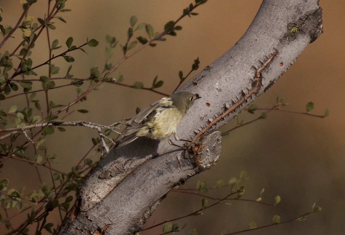 Ruby-crowned Kinglet - Dan Roth