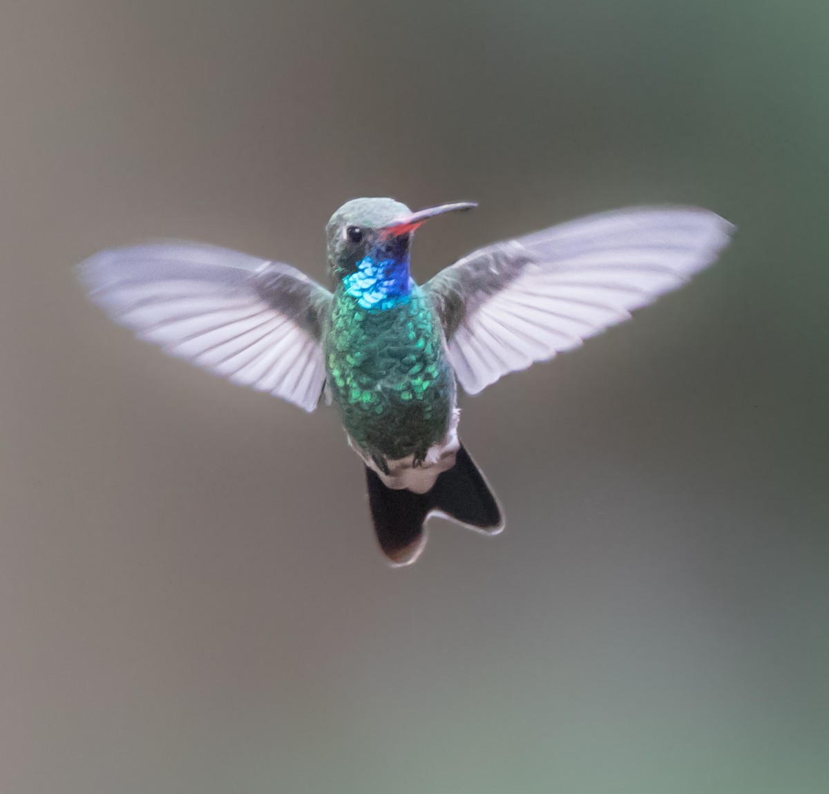 Broad-billed Hummingbird - Sig Olsen