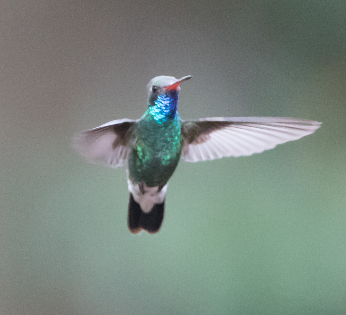 Colibrí Piquiancho Común - ML79069991