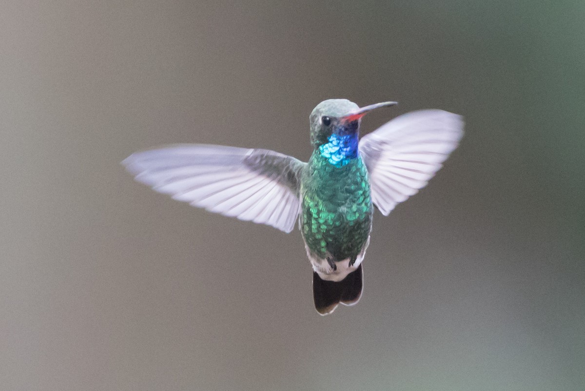 Colibrí Piquiancho Común - ML79070001