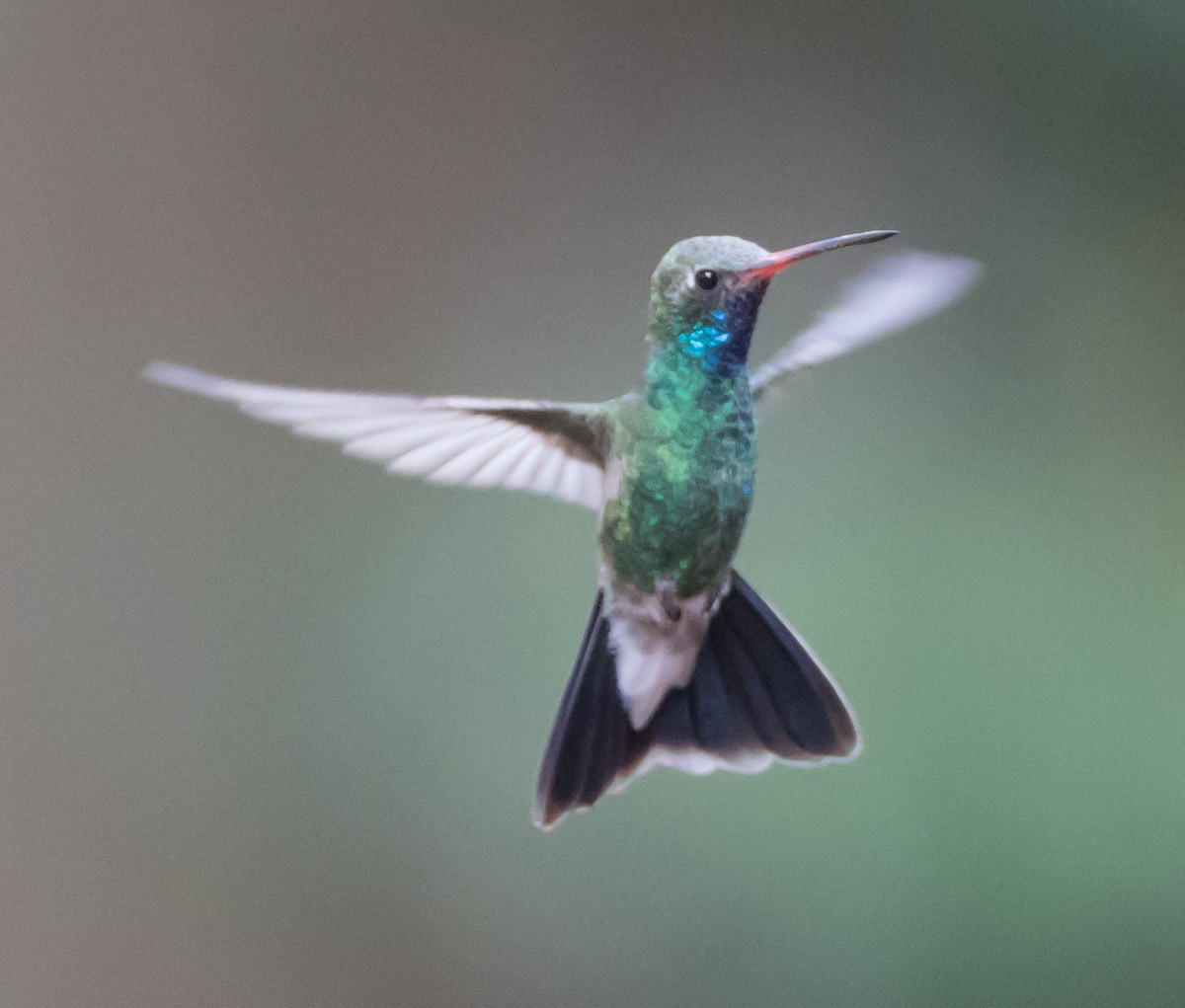 Broad-billed Hummingbird - ML79070011