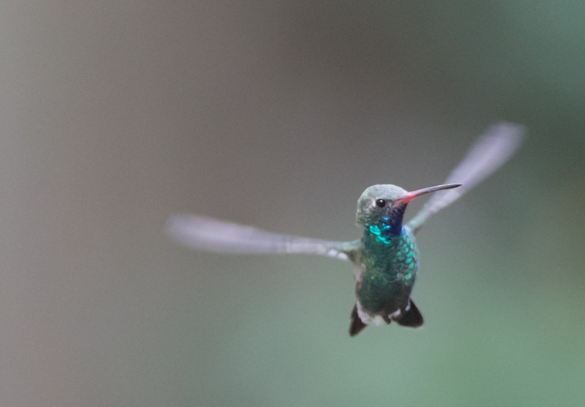 Broad-billed Hummingbird - ML79070021