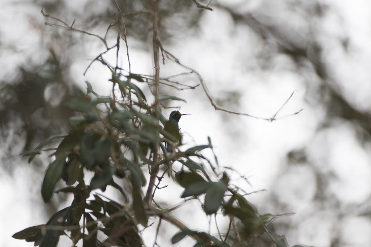 Broad-billed Hummingbird - Sig Olsen