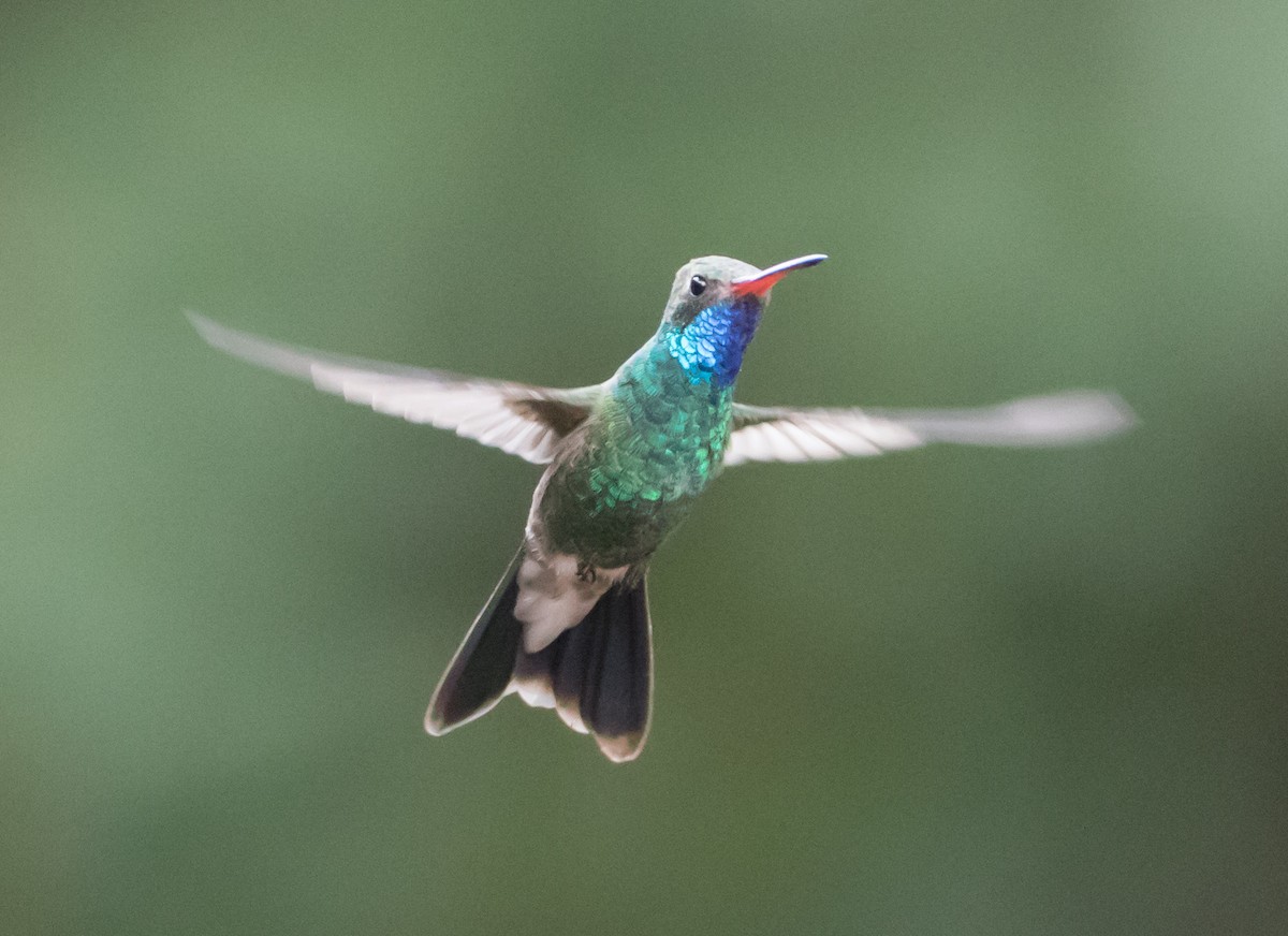 Broad-billed Hummingbird - Sig Olsen